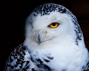 Preview wallpaper owl, polar owl, bird, predator