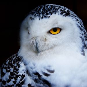 Preview wallpaper owl, polar owl, bird, predator