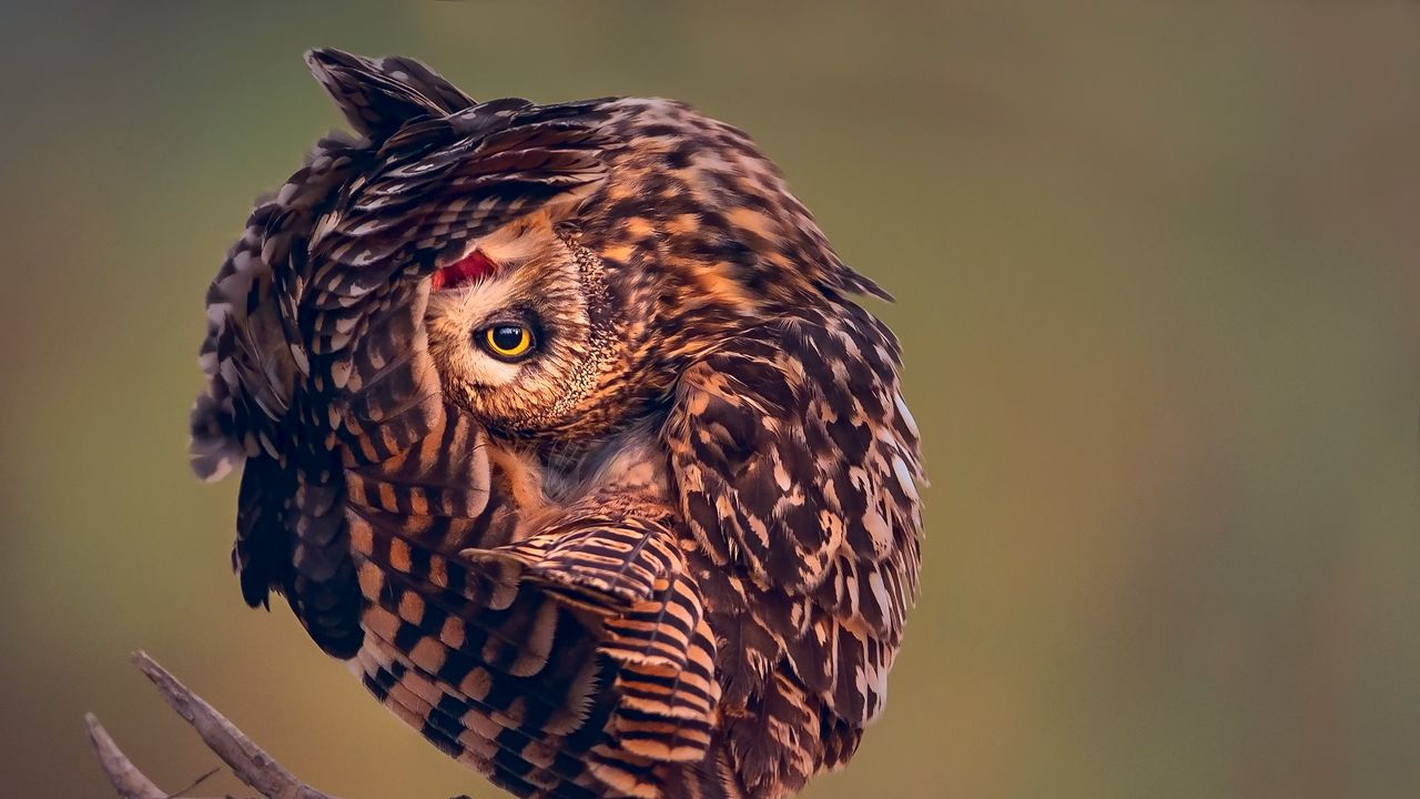 Wallpaper owl, predator, bird, camouflage