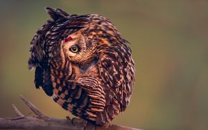 Preview wallpaper owl, predator, bird, camouflage
