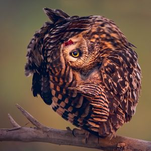 Preview wallpaper owl, predator, bird, camouflage