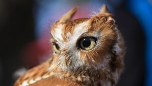 Preview wallpaper owl, predator, bird, eyes