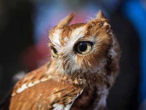 Preview wallpaper owl, predator, bird, eyes