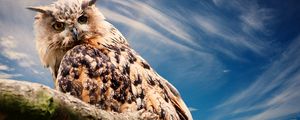 Preview wallpaper owl, predator, bird, sky