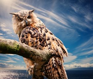 Preview wallpaper owl, predator, bird, sky