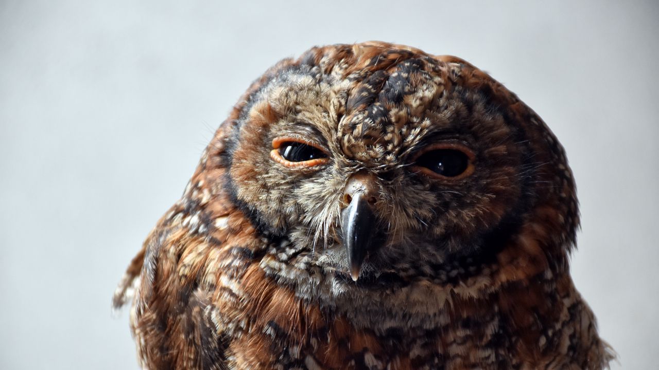 Wallpaper owl, predator, bird