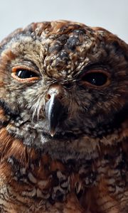 Preview wallpaper owl, predator, bird