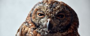 Preview wallpaper owl, predator, bird