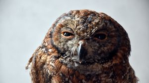 Preview wallpaper owl, predator, bird