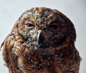 Preview wallpaper owl, predator, bird