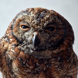 Preview wallpaper owl, predator, bird
