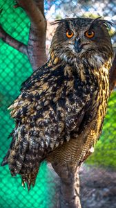 Preview wallpaper owl, predator, bird, sight, blur