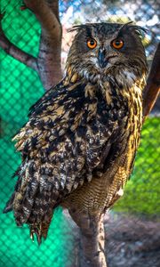 Preview wallpaper owl, predator, bird, sight, blur