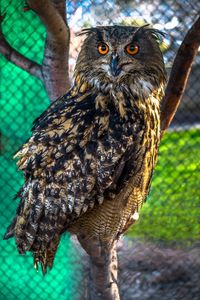 Preview wallpaper owl, predator, bird, sight, blur
