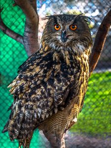 Preview wallpaper owl, predator, bird, sight, blur