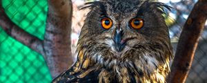 Preview wallpaper owl, predator, bird, sight, blur