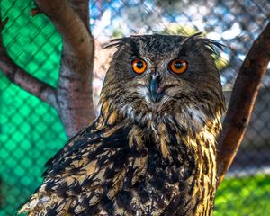 Preview wallpaper owl, predator, bird, sight, blur