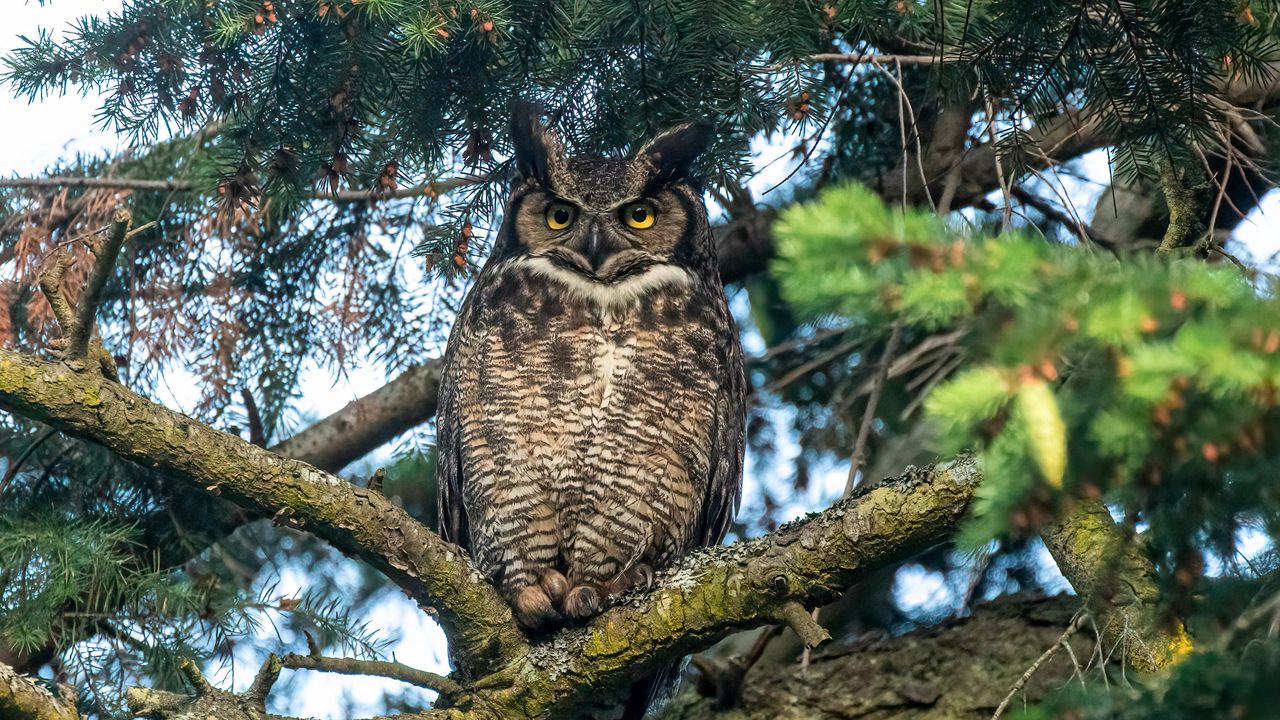Wallpaper owl, predator, bird, branch, tree
