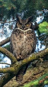 Preview wallpaper owl, predator, bird, branch, tree