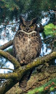 Preview wallpaper owl, predator, bird, branch, tree