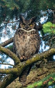 Preview wallpaper owl, predator, bird, branch, tree