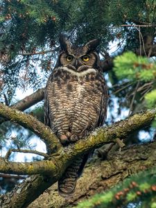 Preview wallpaper owl, predator, bird, branch, tree