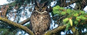 Preview wallpaper owl, predator, bird, branch, tree