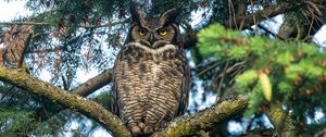 Preview wallpaper owl, predator, bird, branch, tree