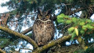 Preview wallpaper owl, predator, bird, branch, tree