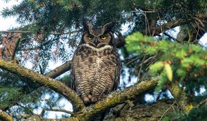Preview wallpaper owl, predator, bird, branch, tree