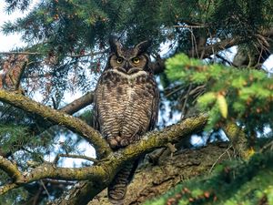 Preview wallpaper owl, predator, bird, branch, tree