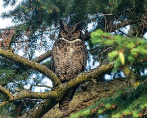 Preview wallpaper owl, predator, bird, branch, tree