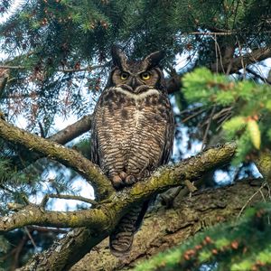 Preview wallpaper owl, predator, bird, branch, tree
