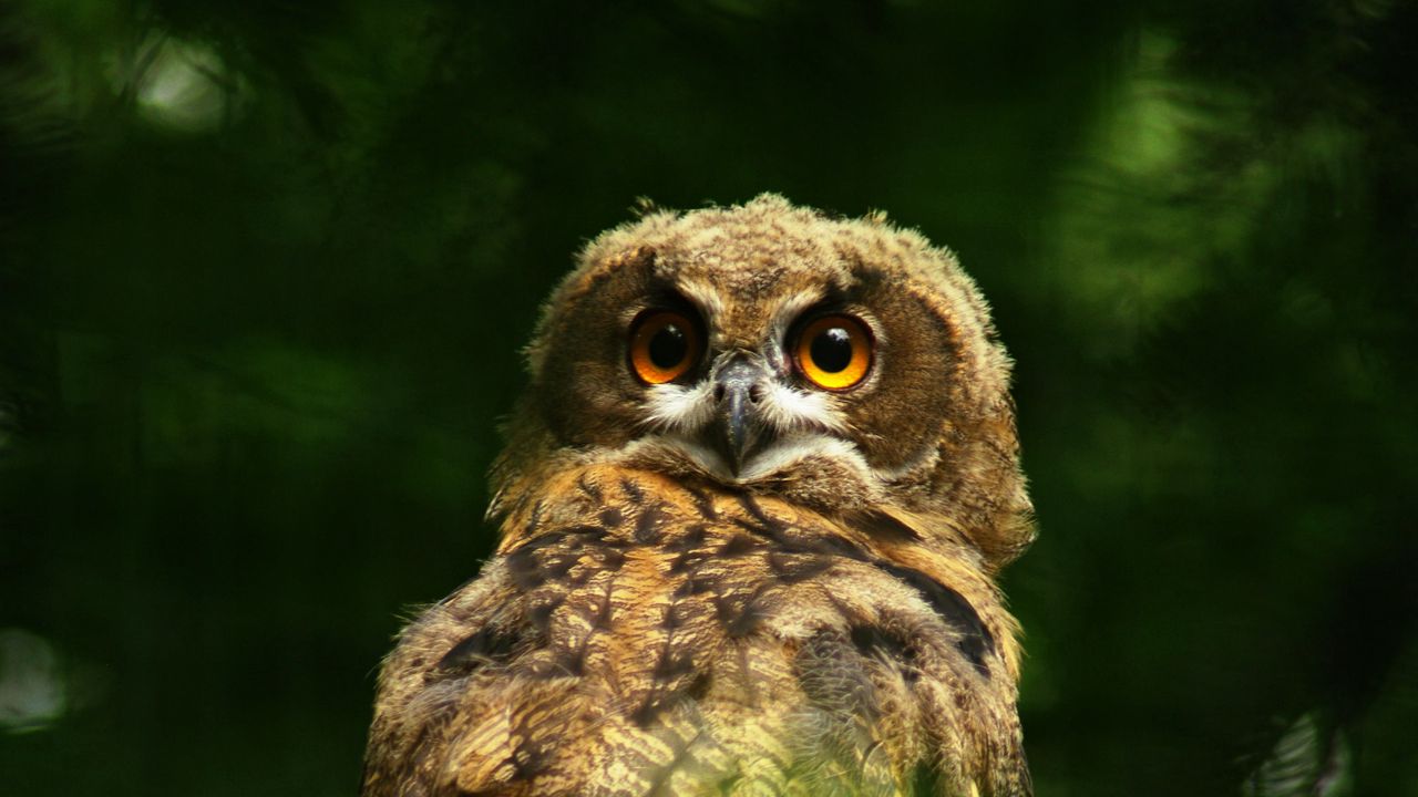 Wallpaper owl, predator, bird, feathers, glance