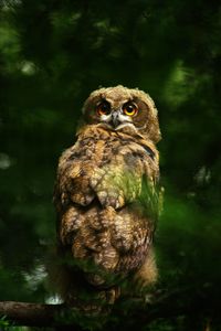 Preview wallpaper owl, predator, bird, feathers, glance