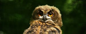 Preview wallpaper owl, predator, bird, feathers, glance