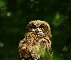 Preview wallpaper owl, predator, bird, feathers, glance