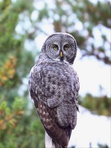 Preview wallpaper owl, predator, bird, glance, feathers