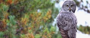 Preview wallpaper owl, predator, bird, glance, feathers