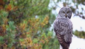 Preview wallpaper owl, predator, bird, glance, feathers