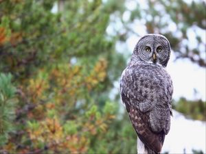 Preview wallpaper owl, predator, bird, glance, feathers