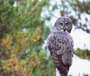 Preview wallpaper owl, predator, bird, glance, feathers