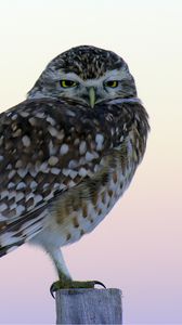 Preview wallpaper owl, predator, bird, sitting, fog