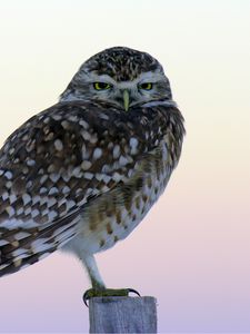 Preview wallpaper owl, predator, bird, sitting, fog