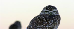 Preview wallpaper owl, predator, bird, sitting, fog