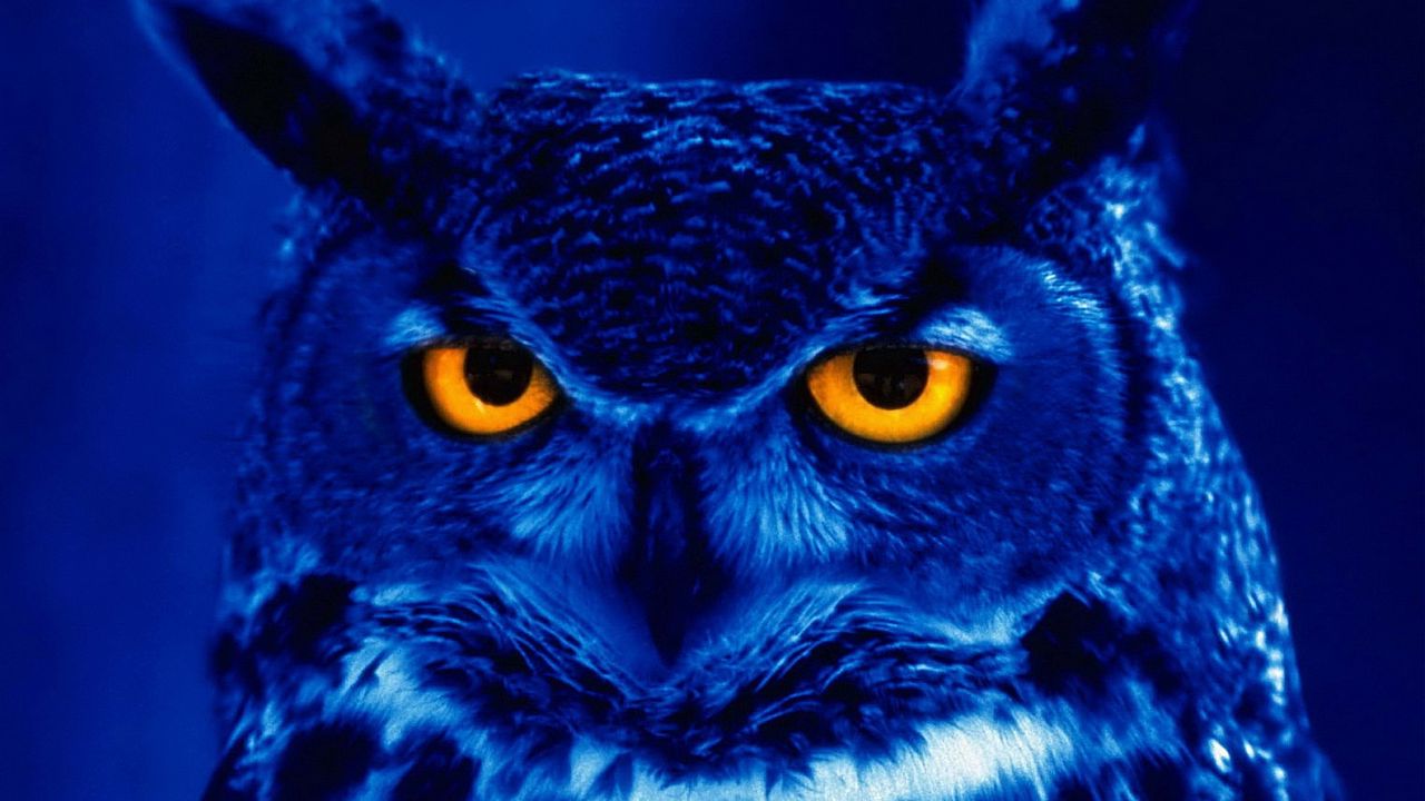Wallpaper owl, predator, bird, night, yellow eyes