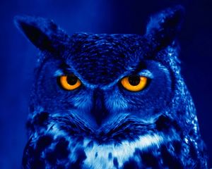 Preview wallpaper owl, predator, bird, night, yellow eyes