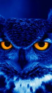 Preview wallpaper owl, predator, bird, night, yellow eyes