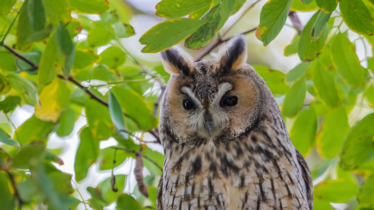 Wallpaper owl, predator, branches, leaves