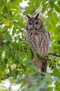 Preview wallpaper owl, predator, branches, leaves